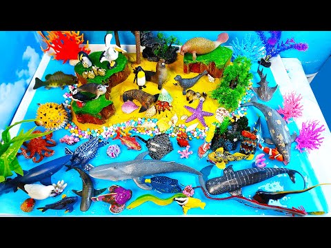 Learn Marine Animals Names and facts-Sea Animals diorama Ocean and island-educational video