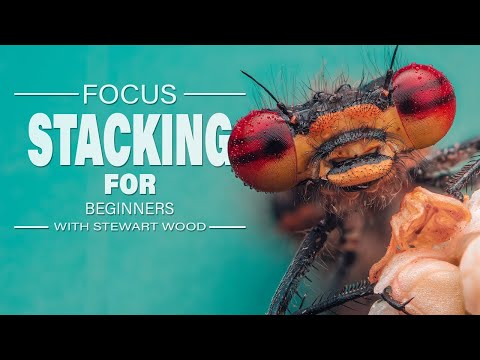 What’s the Best Way to Start Focus Stacking in Macro Photography?