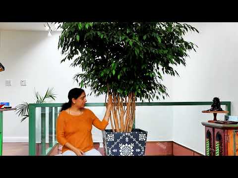 My Struggles While Re-potting my Root-bound Plant (Ficus Benjamina)