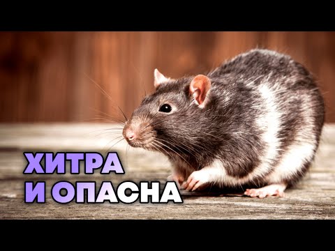 Как крысы захватывают мегаполисы