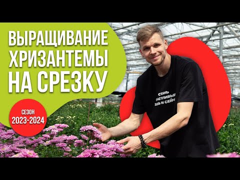 Теплица с хризантемой. 10 сортов на срезку. Как мы их выращиваем?