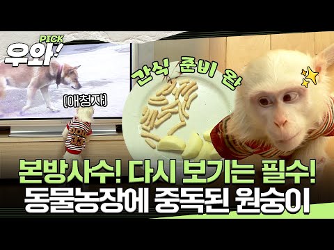 [⭐‍️#우와픽] 24시간이 모자라💦 동물농장에 중독된 원숭이가 있다? #TV동물농장 #우와한비디오 #우와비