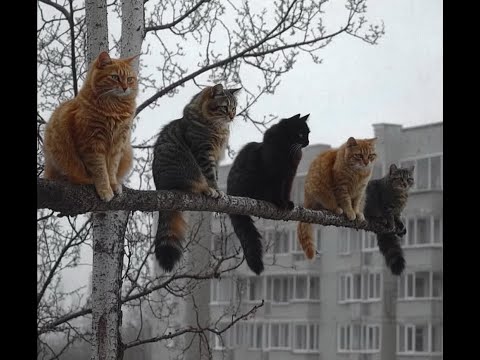 😺 Cats control everything! 🐈 Videos of funny cats, kittens and dogs! 😻
