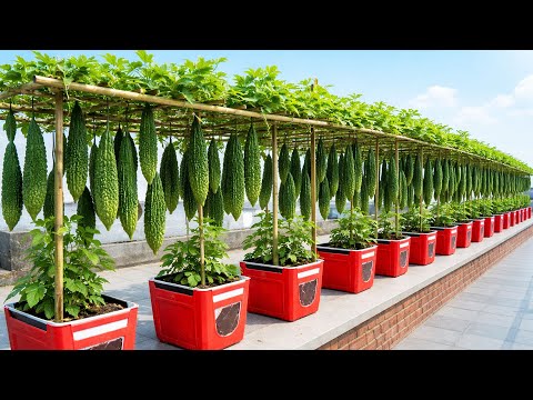 I Grew Bitter Melon in a Broken Plastic Chair and the Results Surprised Me