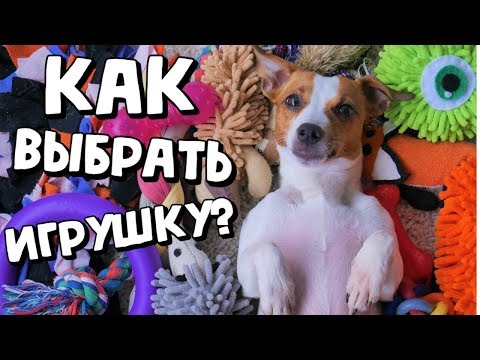 КАК ВЫБРАТЬ ПРАВИЛЬНУЮ ИГРУШКУ ДЛЯ СОБАКИ? | СКОЛЬКО ИГРУШЕК НУЖНО СОБАКЕ?