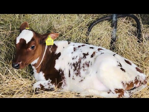 МИЛОТА не возможная! Олег Зубков просто счастлив, видя новорожденных телят в своем колхозе)