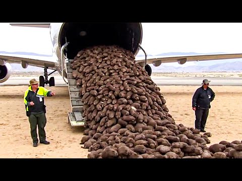 They Put Beavers On Dead Land With No Trees — What Happened Next Is Unreal | Documentary