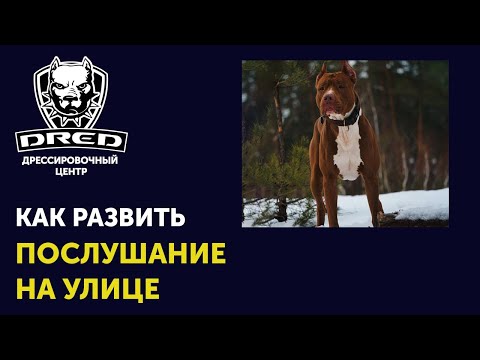 Как научить собаку слушаться на улице | Что делать если собака не прибегает по команде на улице