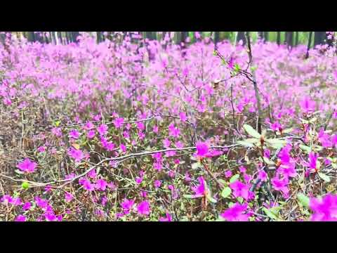 Цветущий багульник. Забайкальский край