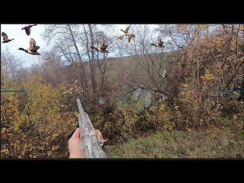 Столько  уток я ещё не видел 😳Охота на жирных уток осенью 2023 часть 2, с собакой Джесси! МР -155