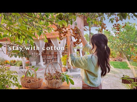 เก็บลำไยที่สวนบ้านยาย 👵🏻🌿 | ทำเค้กคัสตาร์ดกะทินมสด 🍰 | น้ำนมงาดีต่อสุขภาพ 🥛 | VLOG