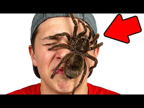 We Bought the World’s Biggest Spider and Let It Crawl on Us