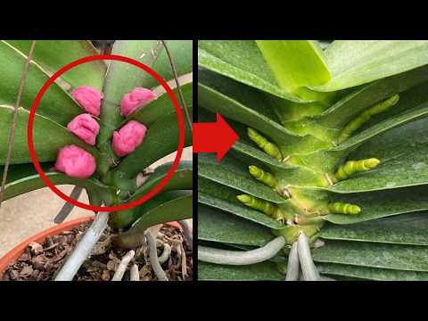 Testing Beetroot on Orchid Nodes – Can It Trigger Flower Spikes?