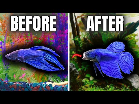 Fixing My Dad's Betta Fish Tank (It Was Bad)