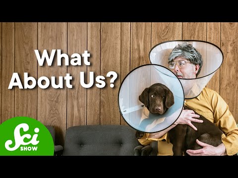 Why Your Dog Has An Anti-Tick Pill And You Don’t?