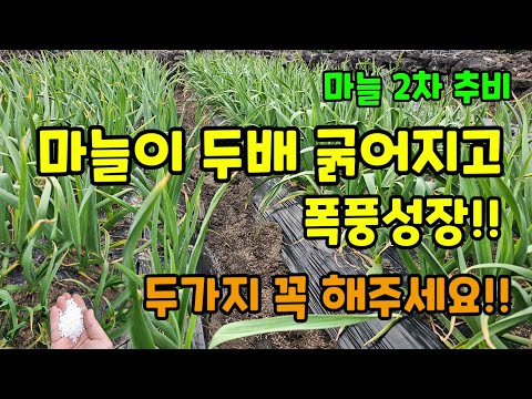 마늘2차 추비 웃거름 굵은 마늘 키우시려면 이때 이렇게 두가지만 해주면됩니다 #마늘농사 #마늘웃거름 #마늘키우기