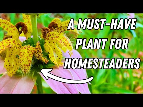 An Off-Grid Source of Antibiotics (That You’ll Wish You Knew If The Time Ever Comes…)