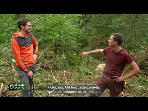 🌳NFD Extrait Focus : Lutter contre les scolytes (Emission 6)