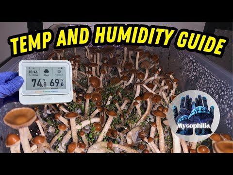🍄 Temp, Humidity, and Pinning 💜: How to MAXIMIZE Flush! Plus INKBIRD Product Review!