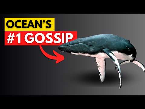 We Just Discovered Whales Speak Like Humans