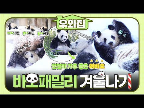 [🏠#우와집] 올해도 귀여운 바오 패밀리🐼와 함께하는 겨울나기.zip  #TV동물농장 #동물 #우와한비디오 #우와비