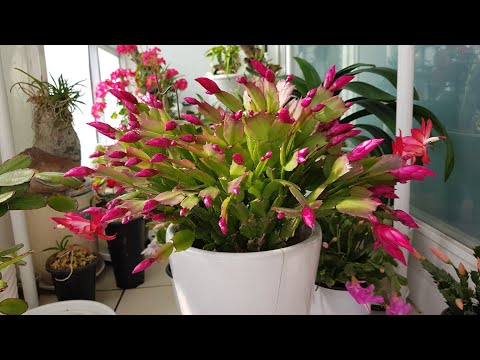 가재발선인장(게발) 9월부터 이렇게 해야 꽃봉오리 대박(하지  않으면 후회)