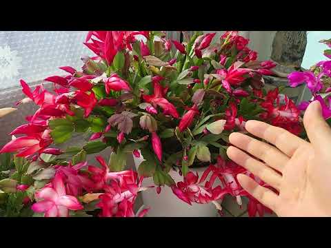 게발.가재발선인장 //잘 키우고//꽃 잘 피우는//나많의 비결 공개