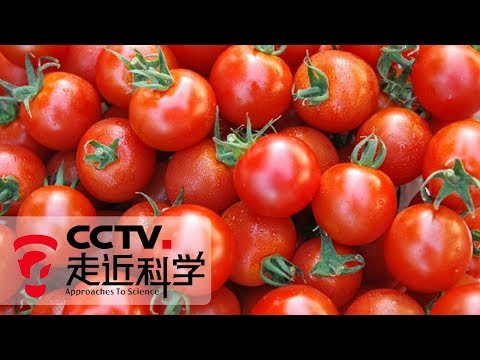 《走近科学》 “种”出好吃的番茄酱：野生番茄优良基因如何一次性进入普通番茄 20190918 | CCTV走近科学官方频道