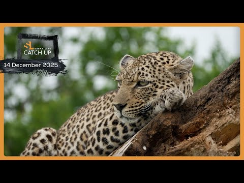 Cats steal the show - SafariLIVE Catch Up, 14 December 2025