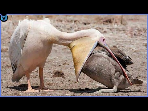 11 Most Incredible Bird Attacks Caught on Camera