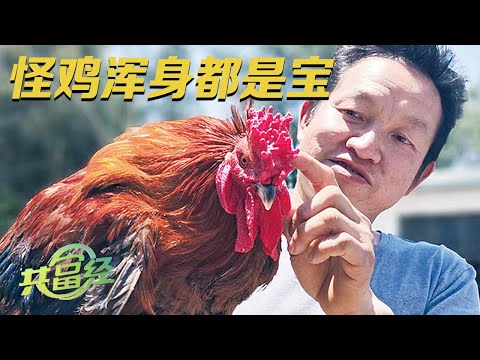 这种鸡市面上很少见，却能卖到280元一只！长相古怪的爨鸡竟然浑身是宝，能变着花样赚钱！|「共富经」20230828