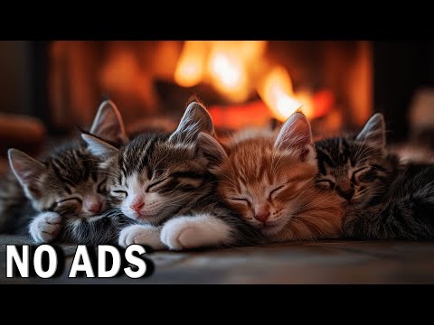 Relaxing Cat Music 🐈 432Hz Anxiety Relief Music for Cats, Soothe Your Cat with Cozy Ambience