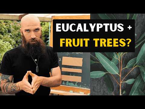 8 reasons you need eucalyptus in your food forest