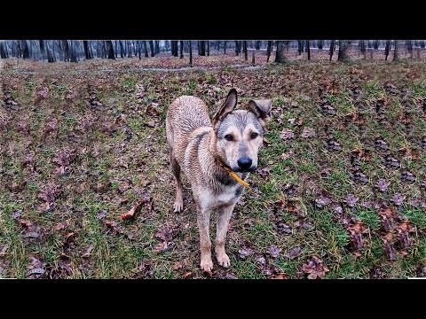Scared Abandoned Dog had a Dream… Watch to See if it Came True