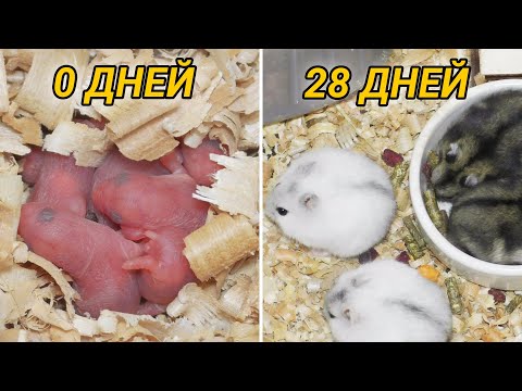 Djungarian hamsters from 1 day to 1 month old. How Djungarian hamsters grow