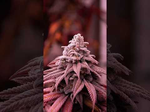 🍂 Natural Autumn Fade 🍂 When flowering plants reach the finish line, the colors tell the story.