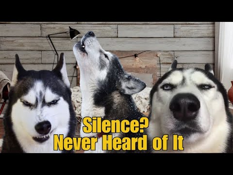 100% Hilarious HUSKY Fails and Funny Moments [#3]