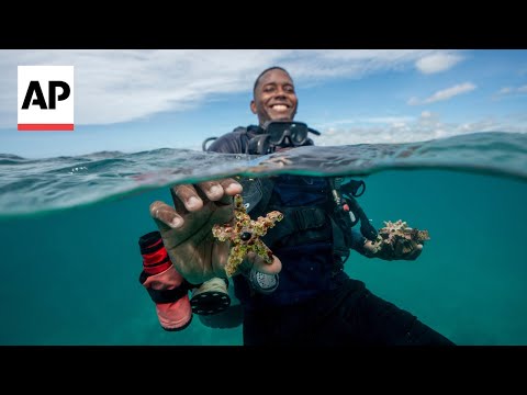 Dominican Republic turns to assisted fertilization to save disappearing coral reefs