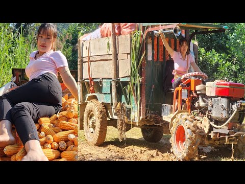 Agricultural vehicle, transporting corn to a household in the village