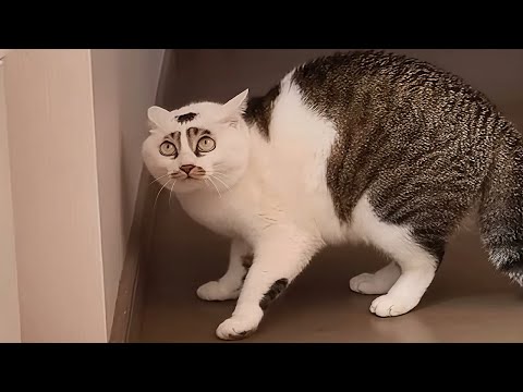 These Cats Are Broken