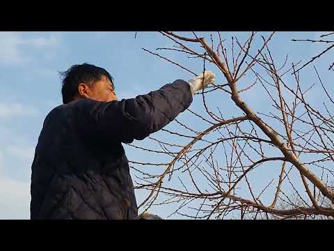이천시 율면작목반 무료교육영상 장호원황도 복숭아