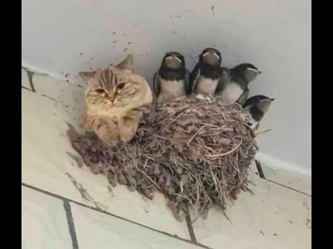 😸 The best funny animal videos to lift your spirits! 🐈 Smile! 🐱