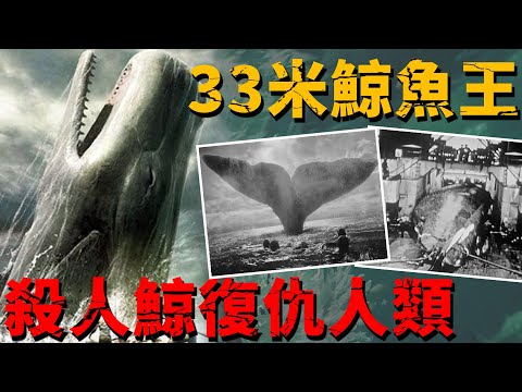 Giant Whale’s Revenge: 21 Men at Sea, Only 8 Survived — The True Essex Tragedy!