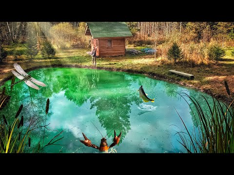 What Happened to the Forest Pond in Three Months? A Private Pond with Crabs and Fish | Taiga Yard
