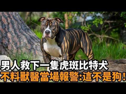 男人救下一隻全身虎斑的比特犬，隔天送醫檢查，獸醫一看當場報警：這不是狗！#虎斑 #比特犬 #救助  #驚人 #震撼 #不可思議 #動物故事 #真實故事  #人性 #心靈飼養員