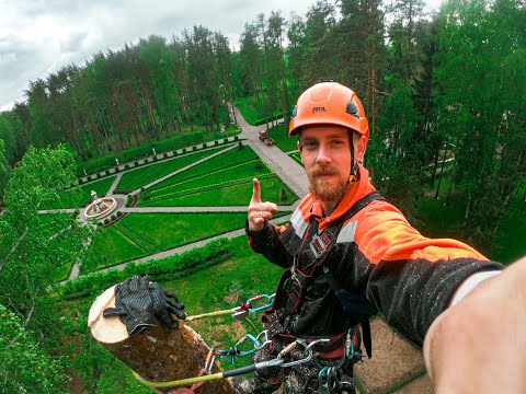 Удаление опасной сосны арбористом.  Ивановская область.