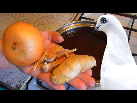 Натуральный и Важнейший продукт🚀для дыхательной системы Лётных Спортивных голубей❗/ pigeon pigeons