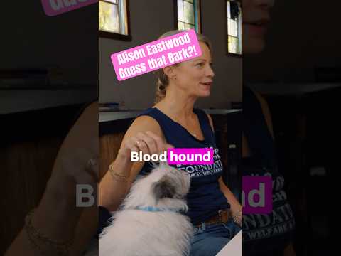 Alison Eastwood Plays Guess That Bark 😆👏 #dogs #rescuedog