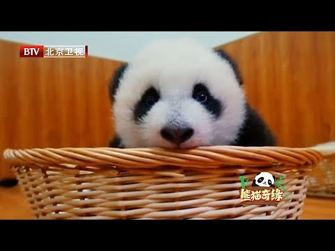 大熊猫也要上幼儿园？竟然还有体育课,饲养员被任性抱大腿,6只幼崽抢地盘太可爱！【熊猫奇缘】