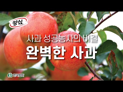 사과 성공농사의 비결도  임팩트과립!